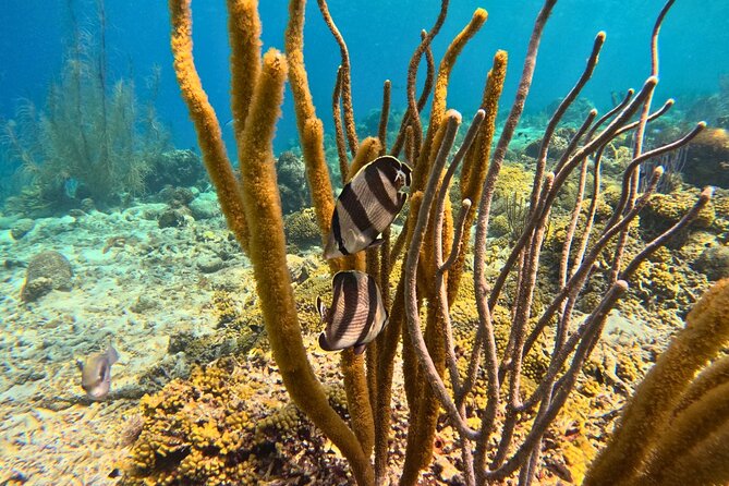 Snorkel Trip on a Catamaran Yacht All Inclusive Experience - Crew, comfort, and the social atmosphere