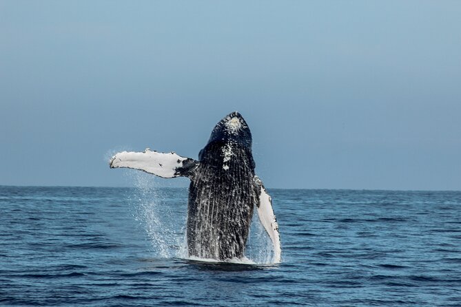 Sunsets and Whales Mega Yachts ALL INCLUSIVE: Puerto Vallarta - Is $80 a fair price?
