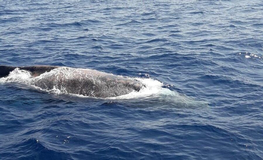 Tenerife: Eco-Yacht Whale and Dolphin Watching and Swimming - Who should book this experience?