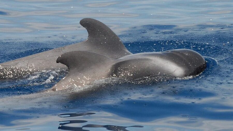 Tenerife: Eco-Yacht Whale and Dolphin Watching and Swimming - What makes this Tenerife whale-watching trip different