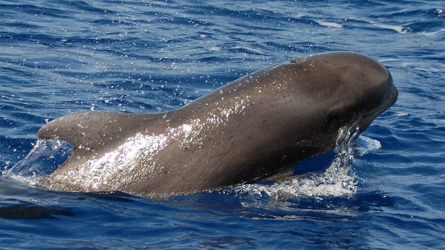 Tenerife: Eco-Yacht Whale and Dolphin Watching and Swimming - Whale and dolphin watching without the chase