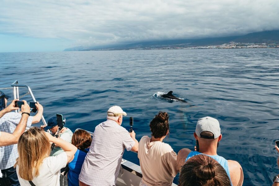 Tenerife: Eco-Yacht Whale and Dolphin Watching and Swimming - Timing, sea conditions, and seasickness
