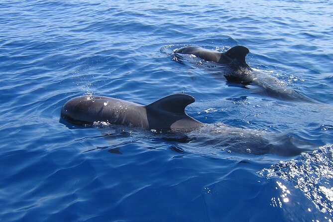 Tenerife Los Cristianos: Whale and Dolphin Eco-Yacht and Swim Stop - Why pilot whales are the real attraction