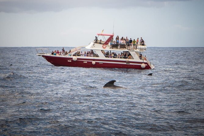 Tenerife Los Cristianos: Whale and Dolphin Eco-Yacht and Swim Stop - What the swim stop is really like