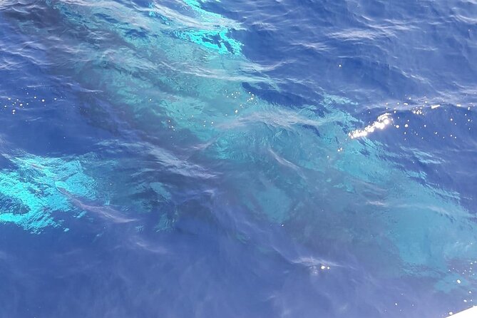 Tenerife Los Cristianos: Whale and Dolphin Eco-Yacht and Swim Stop - Who will enjoy this boat trip most?