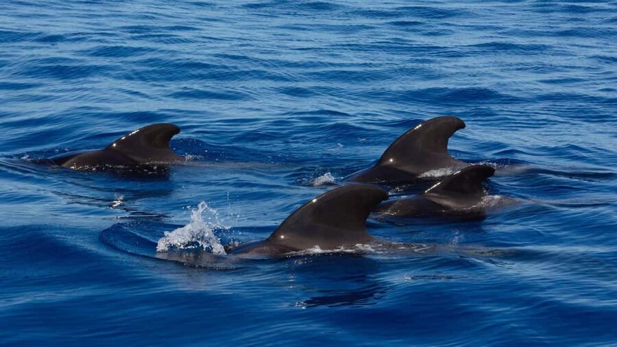 Tenerife: Ocean Pack Jet Ski and Yacht Whale Watching - The one-hour jet ski ride