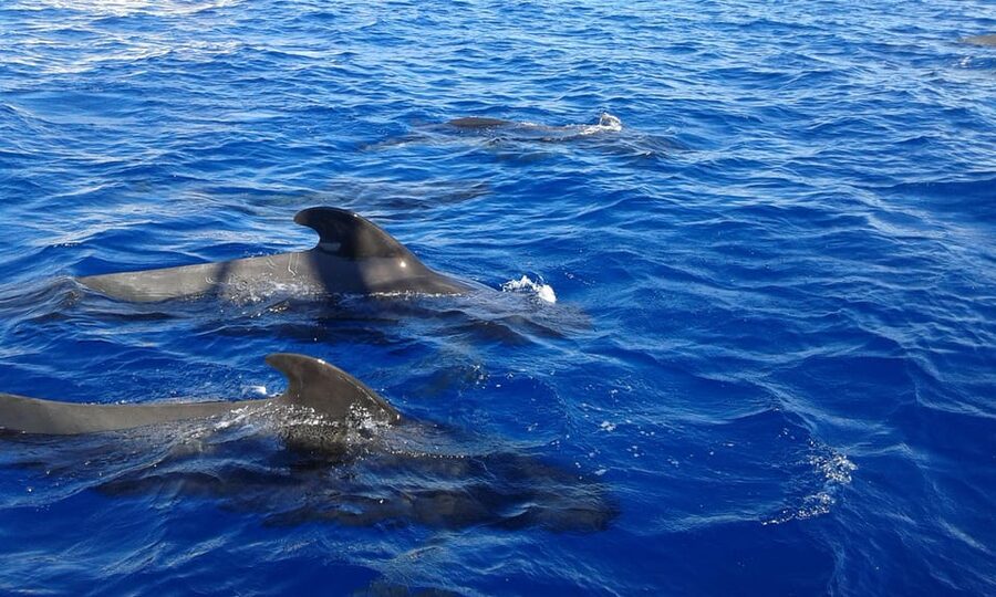 Tenerife: Whale tour and sea swim on a yacht for 22 people - Sailing near the Los Cristianos cliffs
