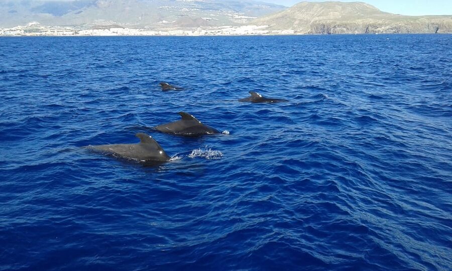 Tenerife: Whale tour and sea swim on a yacht for 22 people - What the $47 price gives you