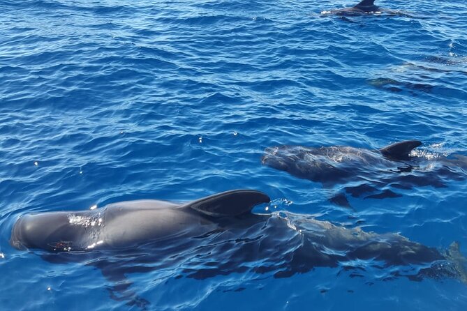 Tenerife Whale Watching and Snorkeling Yacht Trip - Sailing out from Puerto Colón