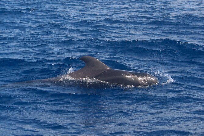 Tenerife Whale Watching and Snorkeling Yacht Trip - Who will enjoy this yacht trip most?
