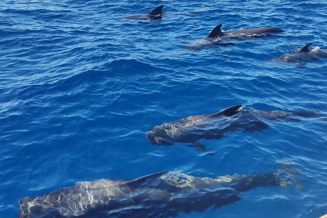 Tenerife Whale Watching and Snorkeling Yacht Trip - Practical details that affect your day