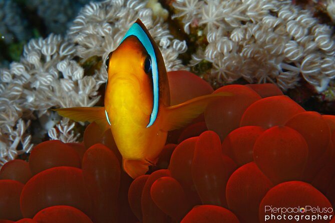 Tiran Island Snorkeling Experience by Yacht Sharm El Sheikh - Who should book this Tiran Island day