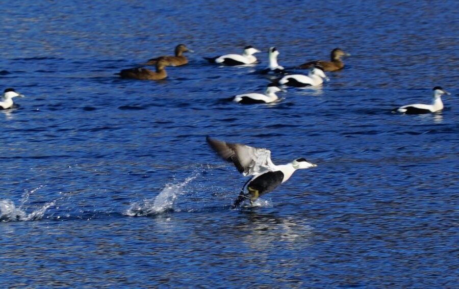 Tromsø: Fjord Cruise by Luxury Yacht - Fish soup and a warm break below deck