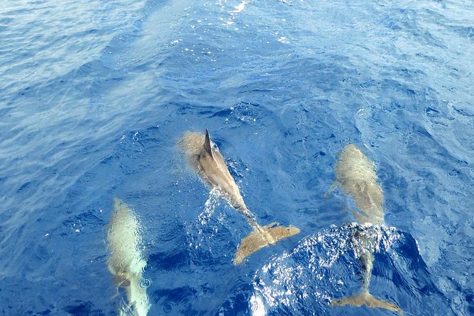 Whale and Dolphin Watching Yacht Trip in Puerto Colon - Who should choose this Puerto Colón cruise?