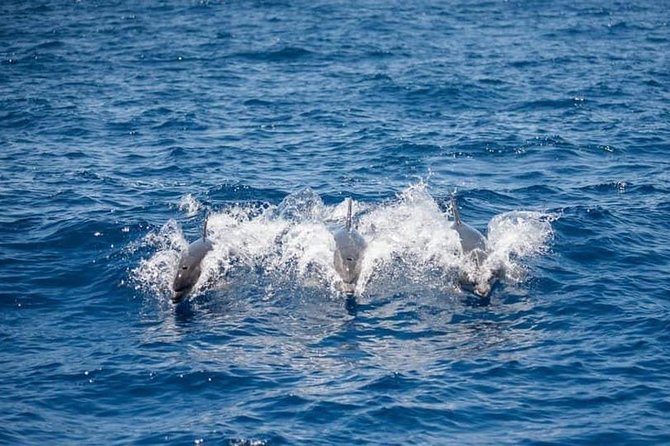 Whale and Dolphin Watching Yacht Trip in Puerto Colon - The whale-watching portion of the cruise