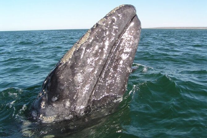 Whale and Wildlife Yacht Cruise in Santa Barbara - Key points to know before you book