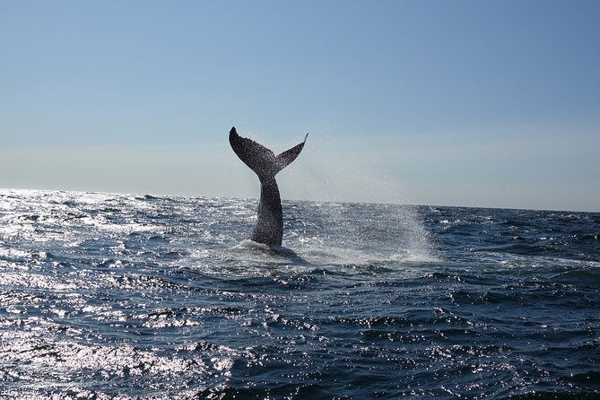 Whale Watching Cruise on a Yacht in Reykjavik - What you might see in the bay
