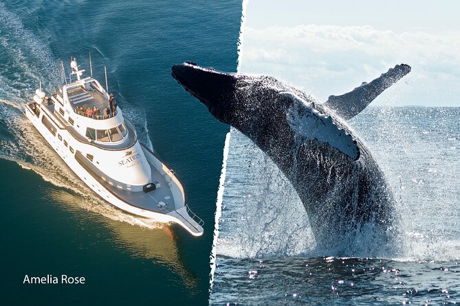 Whale Watching Cruise on a Yacht in Reykjavik - Guides, wildlife lessons, and the search itself