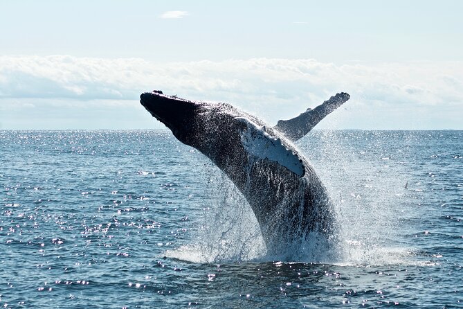 Whale Watching Cruise on a Yacht in Reykjavik - The real value of the $102 price