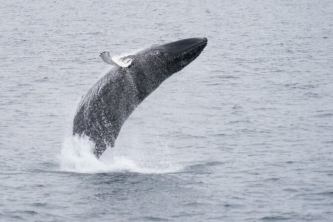 Whale Watching Cruise on a Yacht in Reykjavik - Best times to go, and what to expect in each season