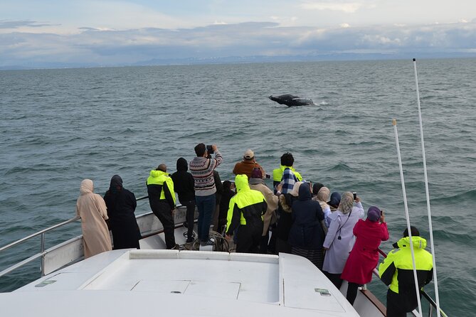 Whale Watching & Dolphin Yacht Cruise - Setting out from Reykjavik’s Old Harbor