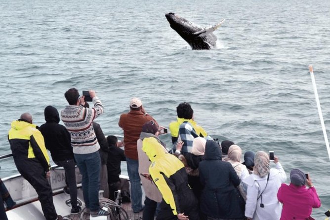 Whale Watching & Dolphin Yacht Cruise - Finding a good spot on the yacht