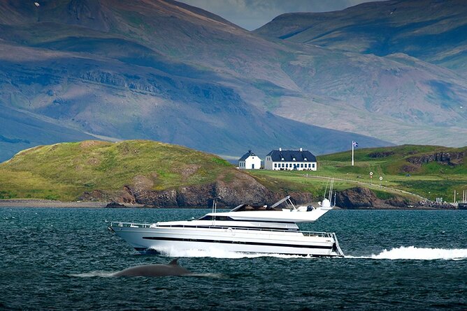 Whale Watching & Dolphin Yacht Cruise - How much guiding should you expect?