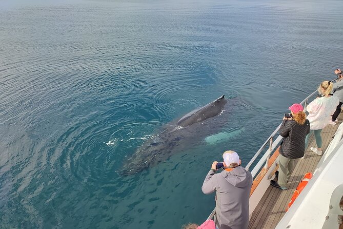 Whale Watching & Dolphin Yacht Cruise - Comfort, seasickness, and cold weather