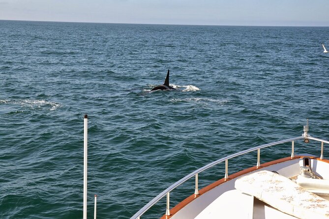 Whale Watching & Dolphin Yacht Cruise - A practical three-hour plan