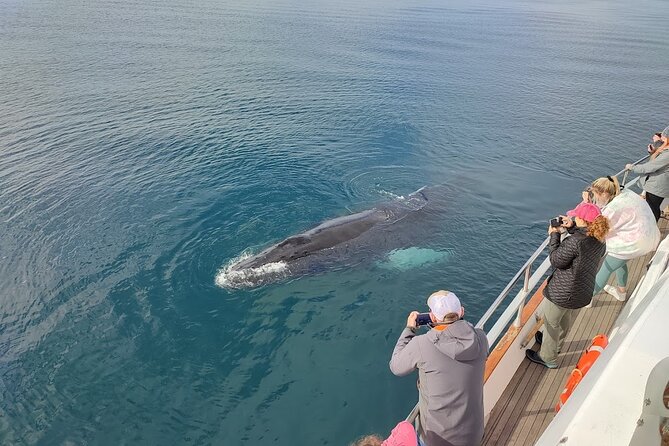 Whale Watching & Dolphin Yacht Cruise - Who should book this cruise?