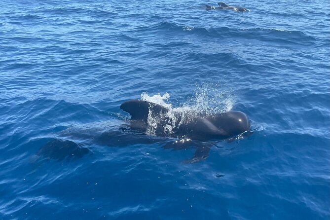 Whales and Dolphins excursion on a Luxury Yacht in Canary Islands - Coastal views with Mount Teide in the distance